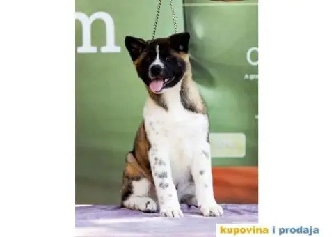 Američka Akita štenci - 1/8
