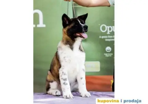 Američka Akita štenci - 2/8