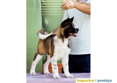 Američka Akita štenci - 3/8