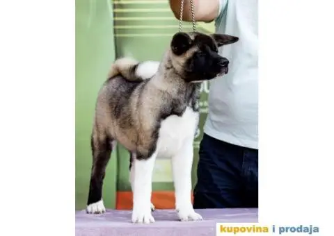 Američka Akita štenci - 4/8