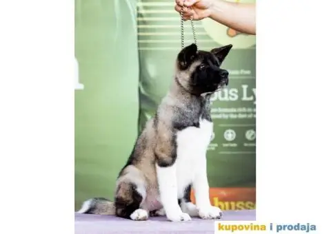 Američka Akita štenci - 5/8