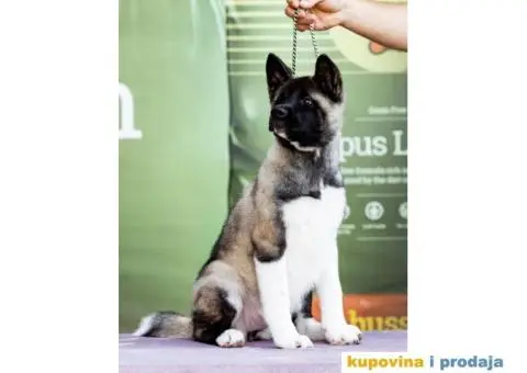 Američka Akita štenci - 6/8