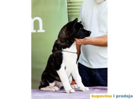Američka Akita štenci - 8/8