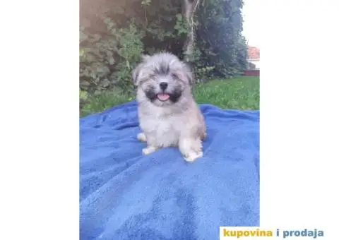 Havanski Bišon štenci - 2/10