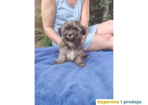 Havanski Bišon štenci - 3/10