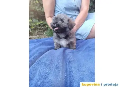 Havanski Bišon štenci - 4/10