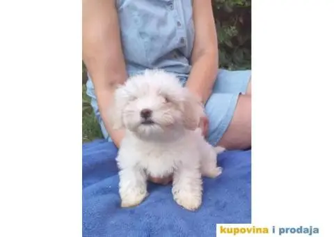 Havanski Bišon štenci - 5/10