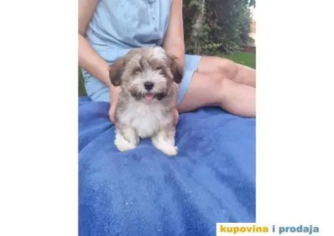 Havanski Bišon štenci - 6/10