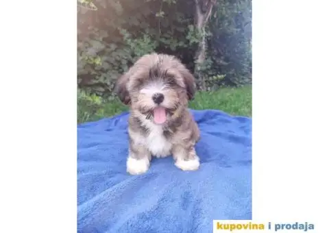 Havanski Bišon štenci - 7/10