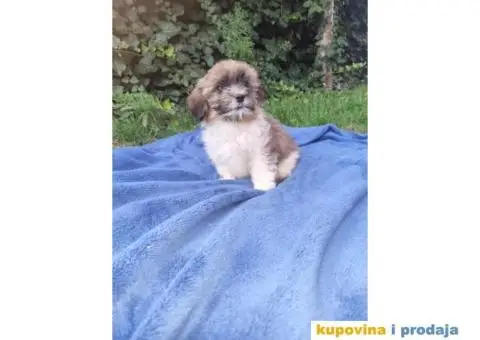 Havanski Bišon štenci - 8/10