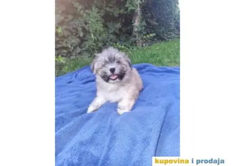 Havanski Bišon štenci - 10/10