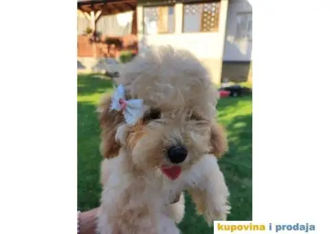 Na prodaju 3 ženska šteneta patuljaste APRICOT PUDLE - 1/8