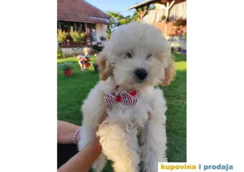 Na prodaju 3 ženska šteneta patuljaste APRICOT PUDLE - 2/8