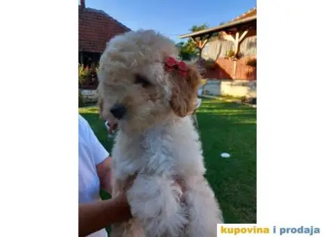 Na prodaju 3 ženska šteneta patuljaste APRICOT PUDLE - 3/8
