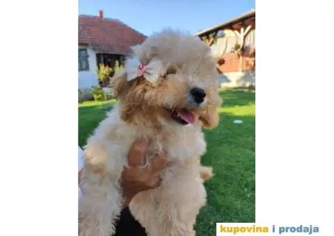 Na prodaju 3 ženska šteneta patuljaste APRICOT PUDLE - 4/8