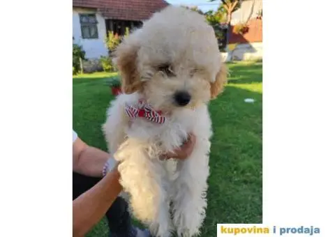 Na prodaju 3 ženska šteneta patuljaste APRICOT PUDLE - 5/8