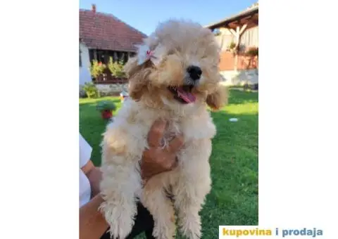 Na prodaju 3 ženska šteneta patuljaste APRICOT PUDLE - 6/8