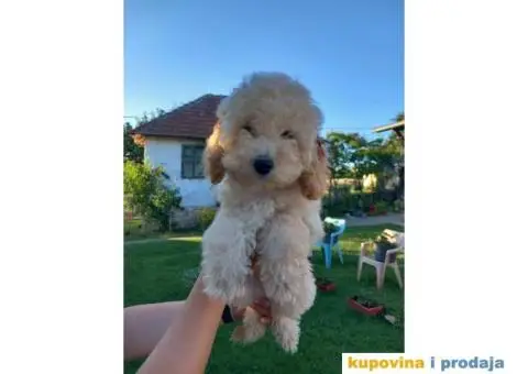 Na prodaju 3 ženska šteneta patuljaste APRICOT PUDLE - 7/8