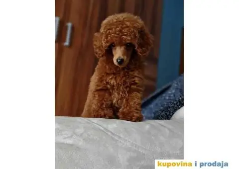 Na prodaju 3 ženska šteneta patuljaste APRICOT PUDLE - 8/8
