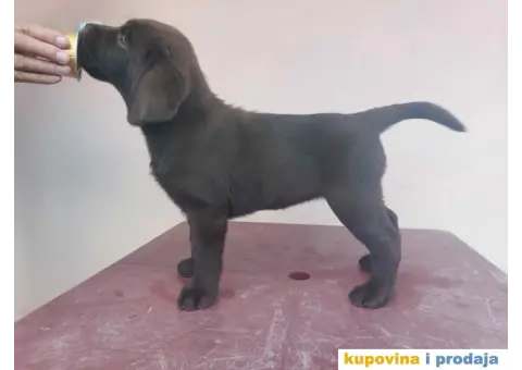 Na prodaju ženka čokoladnog labrador retrivera - 1/13