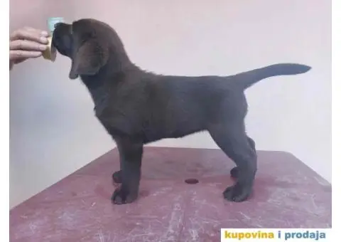 Na prodaju ženka čokoladnog labrador retrivera - 2/13