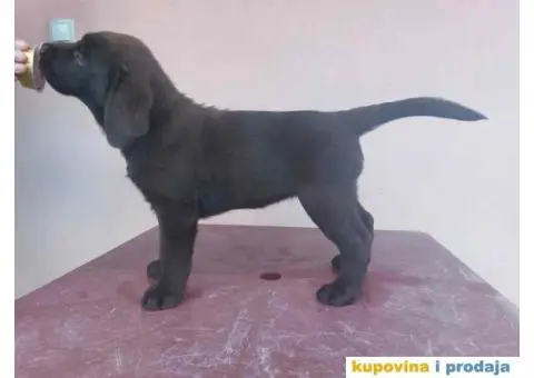 Na prodaju ženka čokoladnog labrador retrivera - 3/13