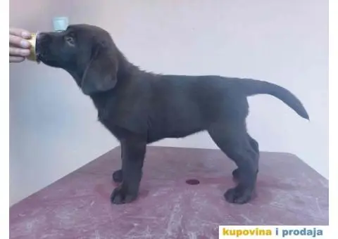 Na prodaju ženka čokoladnog labrador retrivera - 4/13