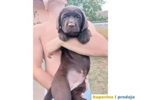 Na prodaju ženka čokoladnog labrador retrivera - 5/13