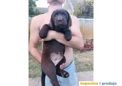 Na prodaju ženka čokoladnog labrador retrivera - 6/13