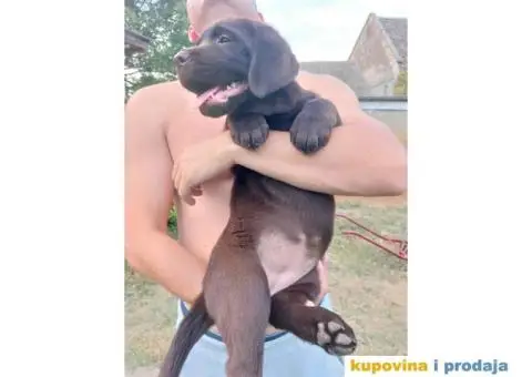 Na prodaju ženka čokoladnog labrador retrivera - 7/13