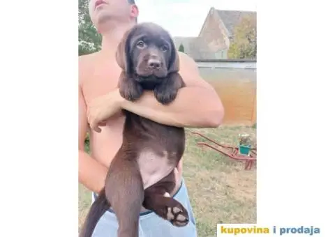 Na prodaju ženka čokoladnog labrador retrivera - 8/13