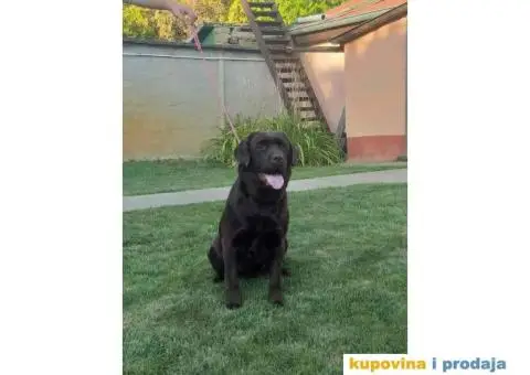 Na prodaju ženka čokoladnog labrador retrivera - 9/13