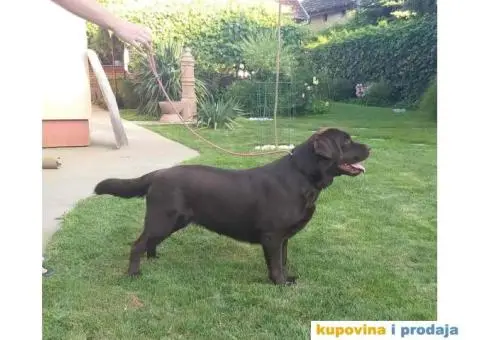 Na prodaju ženka čokoladnog labrador retrivera - 10/13