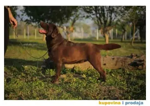 Na prodaju ženka čokoladnog labrador retrivera - 11/13