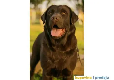 Na prodaju ženka čokoladnog labrador retrivera - 12/13