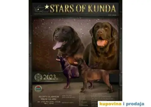 Na prodaju ženka čokoladnog labrador retrivera - 13/13