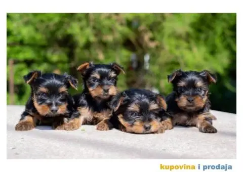 Jorksirski terijer stenci