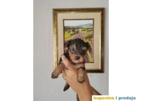 Jorksirski terijer stenci - 2/2