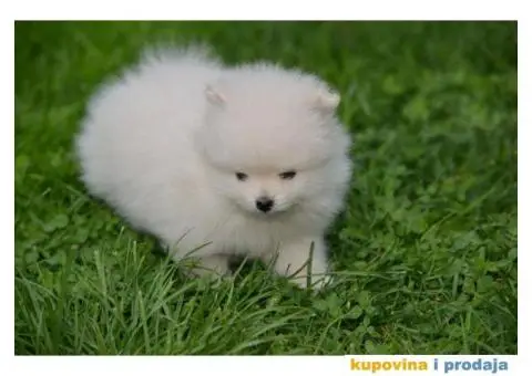 Pomeranac TOP štenci na prodaju - 1/13