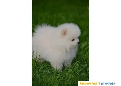 Pomeranac TOP štenci na prodaju - 2/13