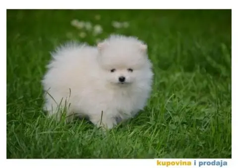 Pomeranac TOP štenci na prodaju - 3/13