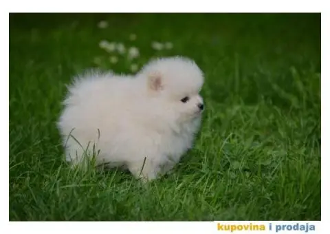 Pomeranac TOP štenci na prodaju - 5/13
