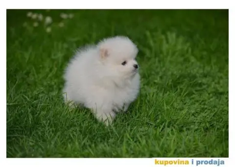 Pomeranac TOP štenci na prodaju - 6/13