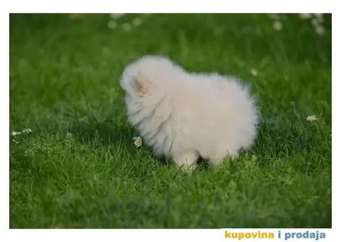 Pomeranac TOP štenci na prodaju - 7/13