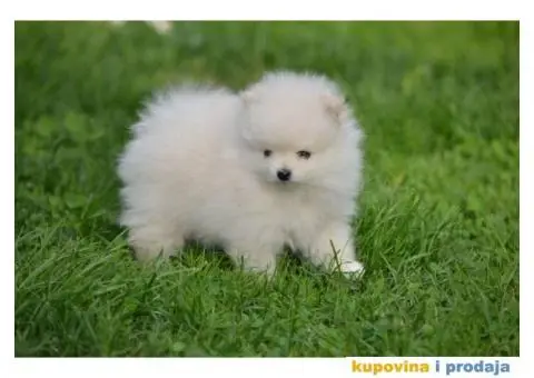 Pomeranac TOP štenci na prodaju - 8/13