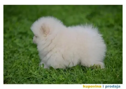 Pomeranac TOP štenci na prodaju - 9/13