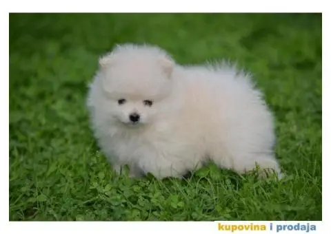 Pomeranac TOP štenci na prodaju - 10/13