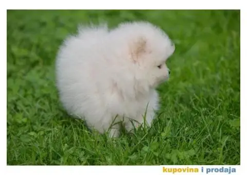 Pomeranac TOP štenci na prodaju - 11/13