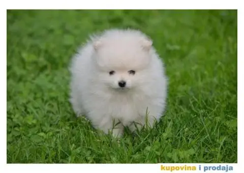 Pomeranac TOP štenci na prodaju - 12/13