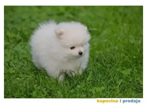 Pomeranac TOP štenci na prodaju - 13/13